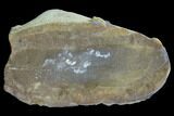 Fossil Macroneuropteris Seed Fern (Pos/Neg) - Mazon Creek #89893-1